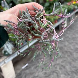 Trailing Pink & Green Succulent Plant